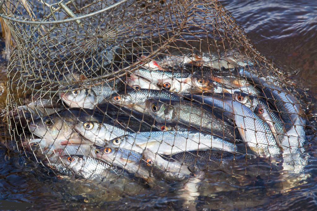 河鲈鱼与海鲈鱼的区别（避开3种鲈鱼肉细味道鲜）