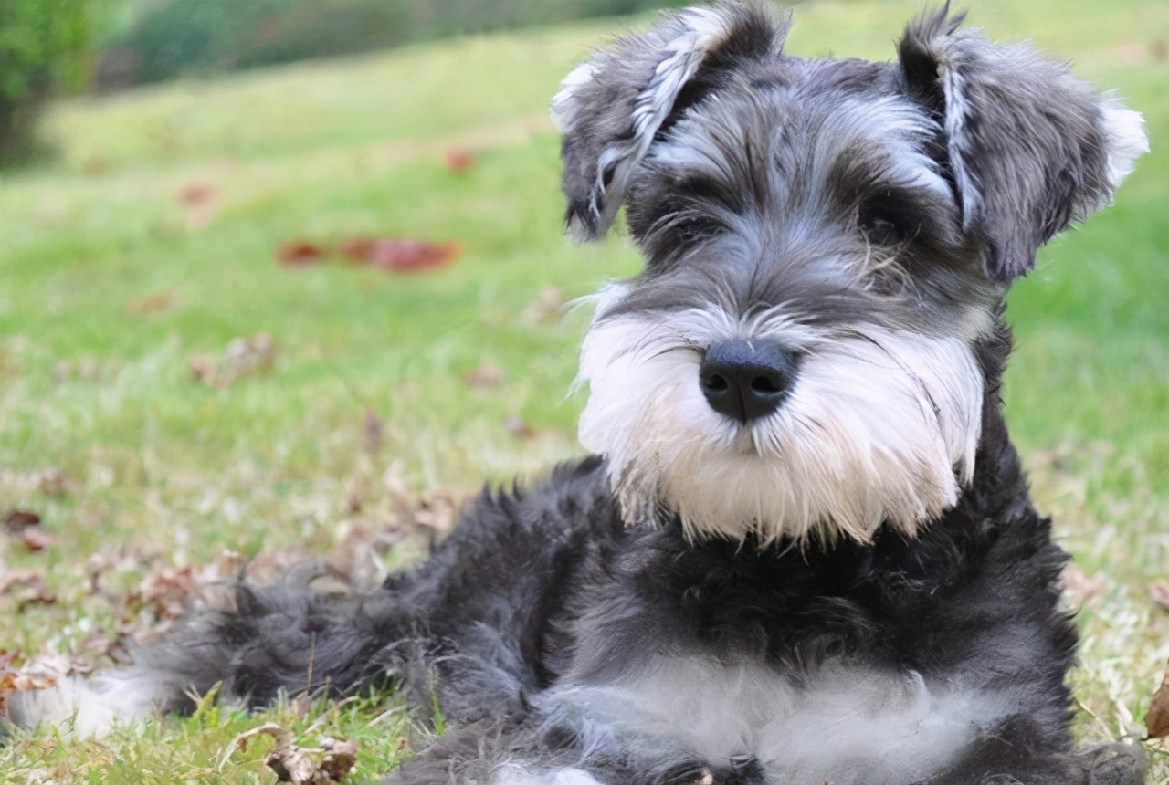 小型雪纳瑞犬介绍(雪纳瑞犬的优势与好处)-最美岛