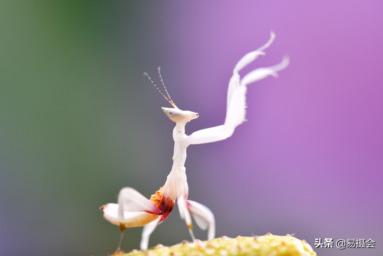 蘭花螳螂,蘭花螳螂圖片