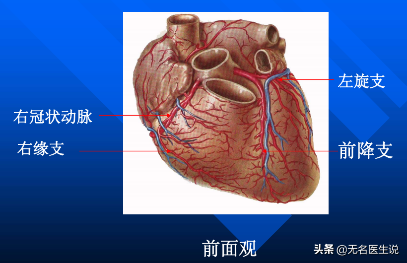 冠心病的解剖基礎——最全的冠脈血管圖解