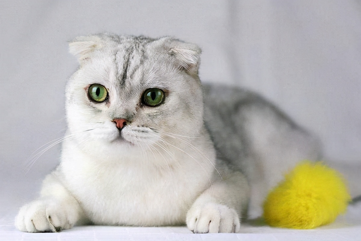 折耳猫为什么不能养？折耳猫有什么缺陷？