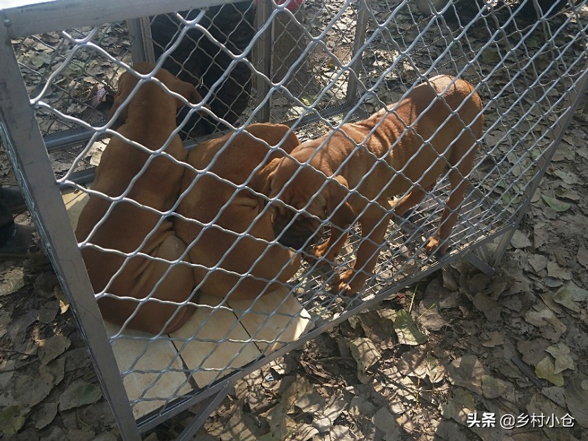 中亚猎狼犬，高狼，东北虎，比特等各种猛犬，农村狗市应有尽有