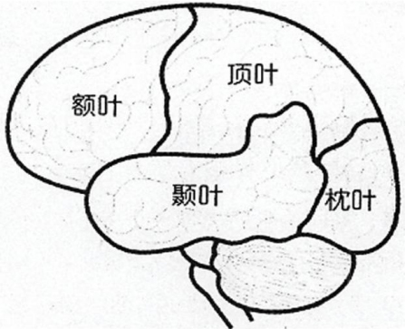 宝宝错过爬行期，影响大脑发育