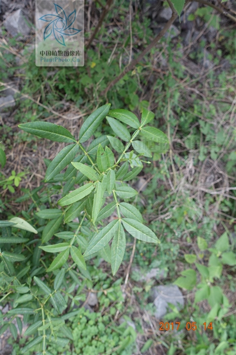 竹叶花椒图片（竹叶花椒的来源产地及营养功效）