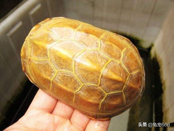 乌龟冬眠结束怎么处理（春季饲养乌龟的注意事项）