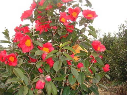 红花油茶是什么（种植红花油茶的技术要点）