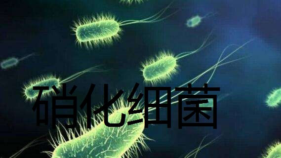 养鱼先养水到底是养的什么，空缸养水硝化系统如何得以建立？