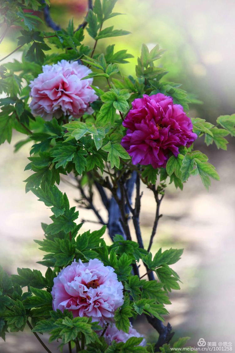 牡丹花洛阳红图片欣赏_洛阳牡丹花图片 风景图片 - 励志人生