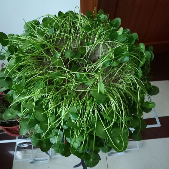 紫罗兰有毒吗（100种室内盆栽花草图鉴）