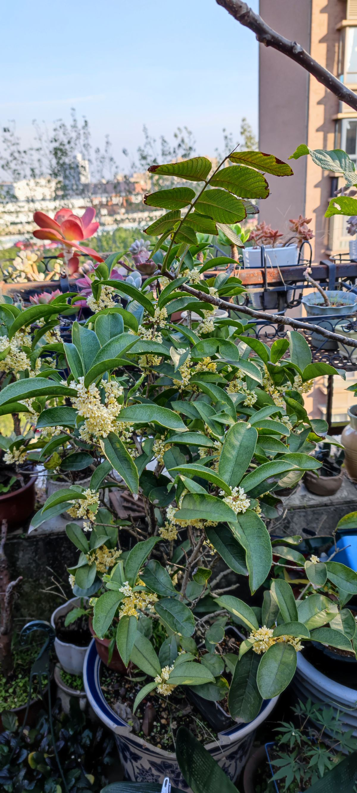 桂花树的样子（种植桂花前必须知道的注意事项）