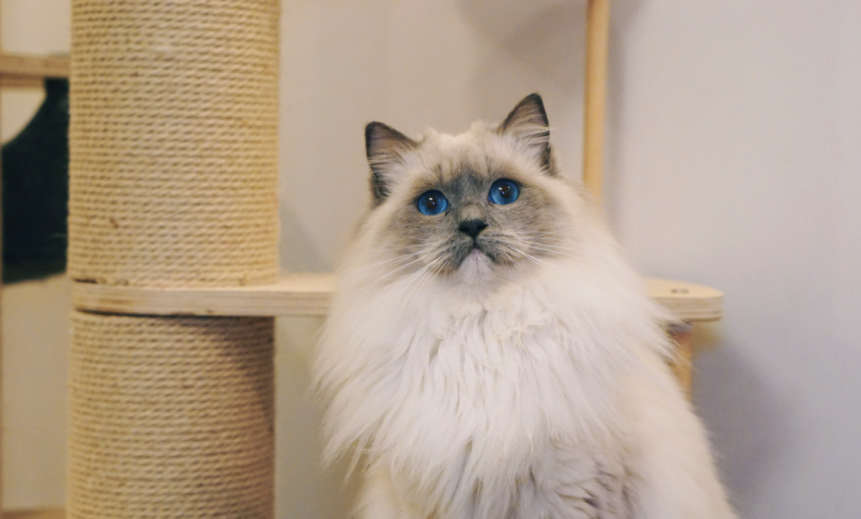 布偶猫丨海/蓝重点色