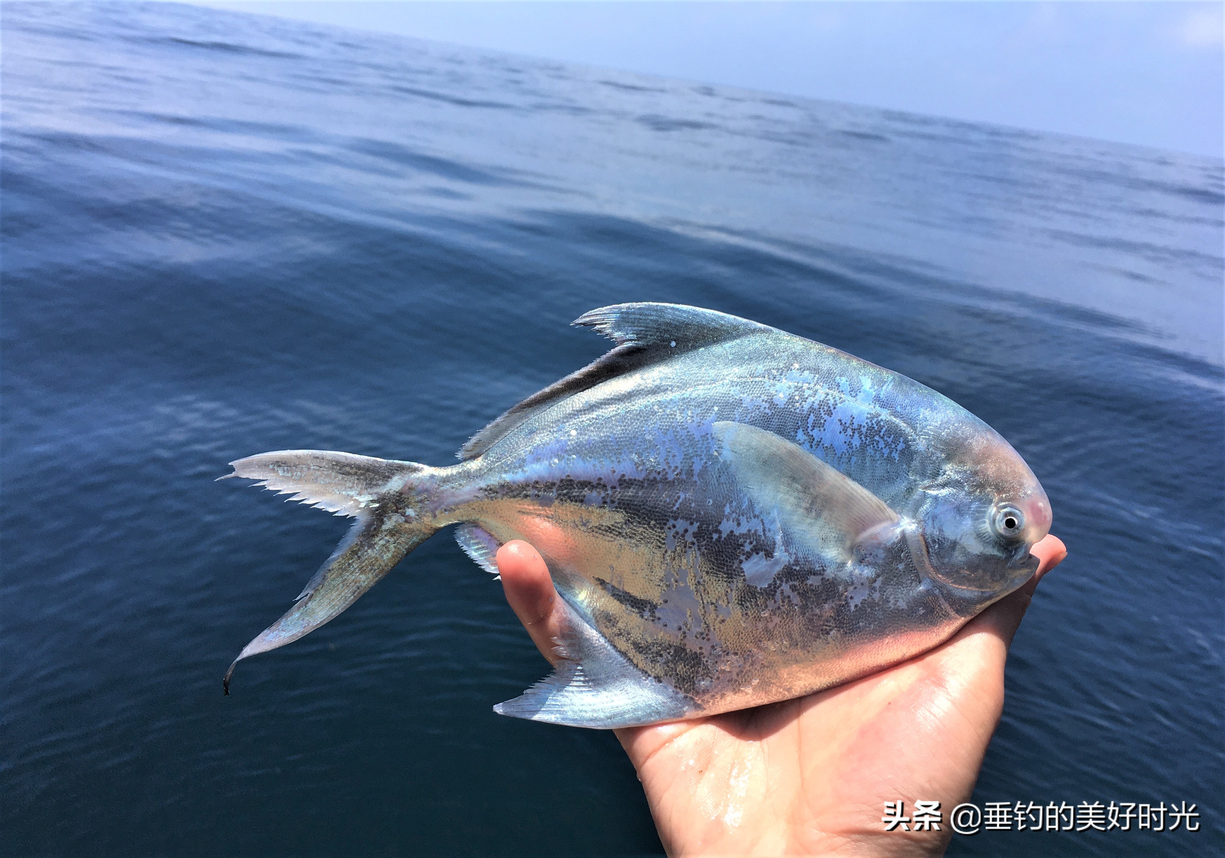 鲳鱼有很多种,而食人鲳则是淡水鱼中的霸主