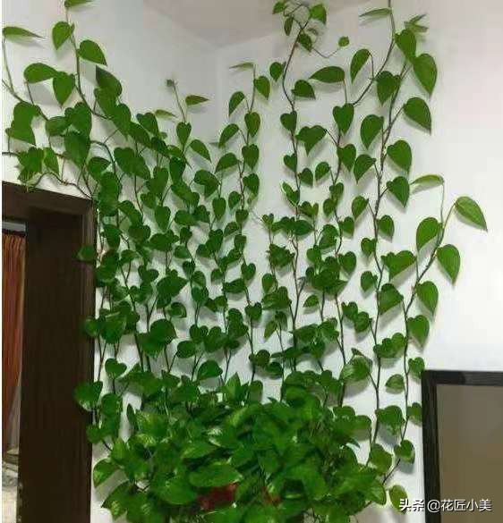 38种爬藤植物,有地有闲的一定要养几种,开花就成了花墙或花瀑布