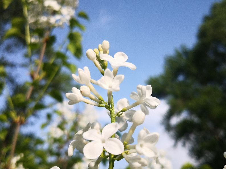 花木古韵丨徜徉花海，醉卧听雨，不知归去来兮