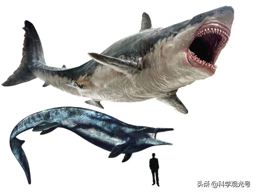 旋齿鲨vs巨齿鲨海王图片