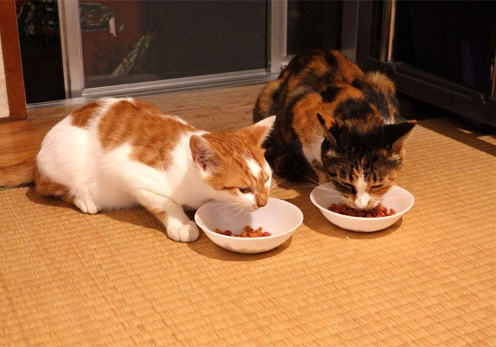 养猫又出幺蛾子，猫咪补锰可别喂动物毛发，注意爱猫肠梗阻