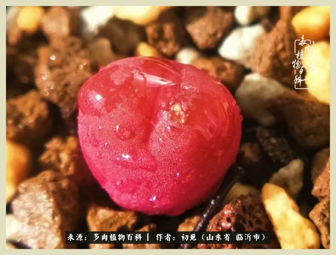 和多肉一起的第八年，日子温柔又闪光