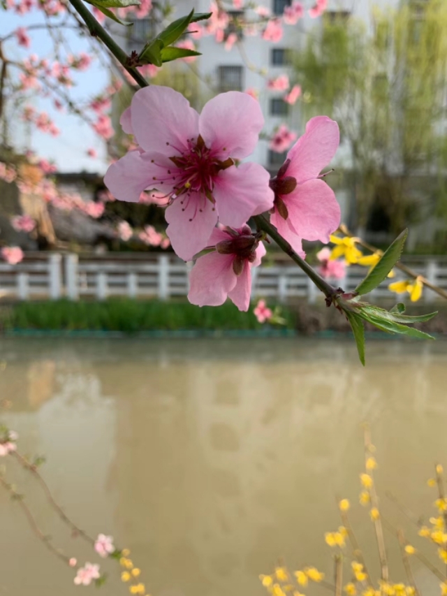 黄河之滨花相映，馨香三月尽芳菲。掬一捧春色，共赏春花烂漫！