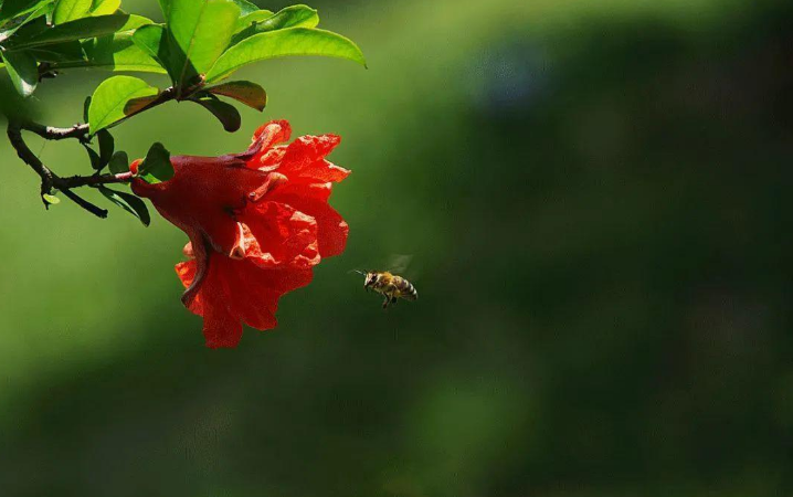 「诗词鉴赏」榴花初染火般红，古诗词里的榴花，燃烧着整个夏天