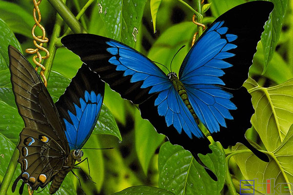 金凤蝶:大型凤蝶,体态华贵,花色艳丽,有"能飞的花朵","昆虫美术家"的