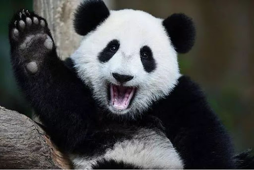 我国有熊猫、金丝猴、金毛羚牛和朱鹮，为什么偏偏熊猫是国宝？