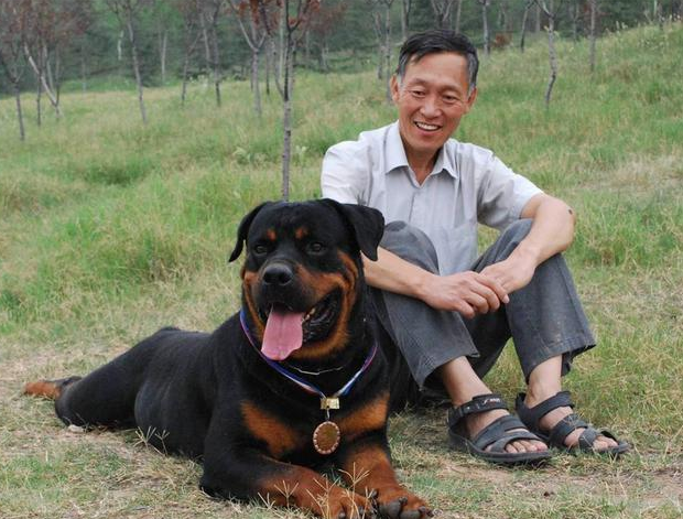 罗威纳犬的优点和缺点 为什么不建议饲养