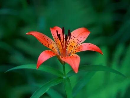 百合花图片大全大图 鲜花(百合花不同颜色品种花语)