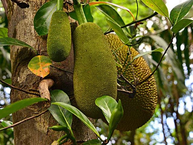 木菠萝(菠萝蜜)木菠萝(又名:菠萝蜜)属于亚热带水果,也是涠洲岛上的