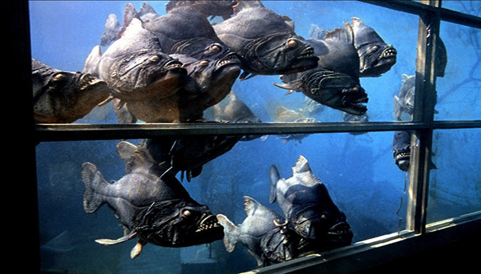 外国出现变种食人鱼(胆小慎入,推荐几部变异食人鱼电影)