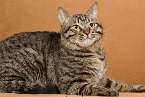 一只狸花猫在国外能卖上万元,你还觉得中华田园猫不值钱吗?