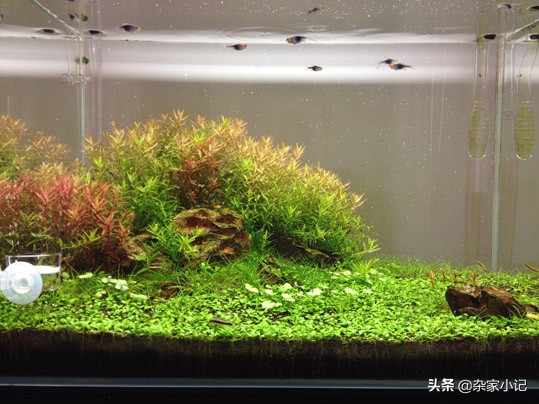 不求最美,但求简单省心的60小草缸造景