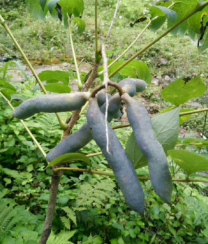 猫屎瓜,也叫"鬼手指"