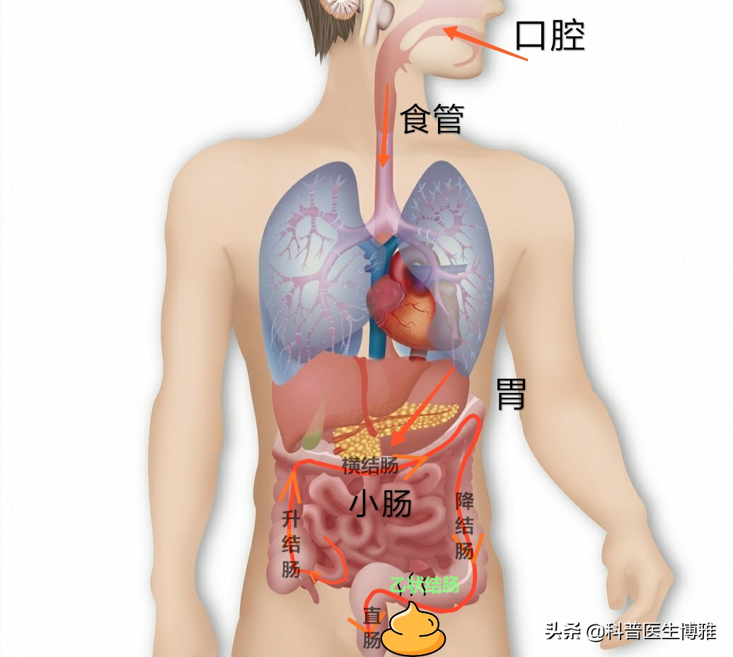 婴儿大便不好怎么办（医生妈妈忍不了）