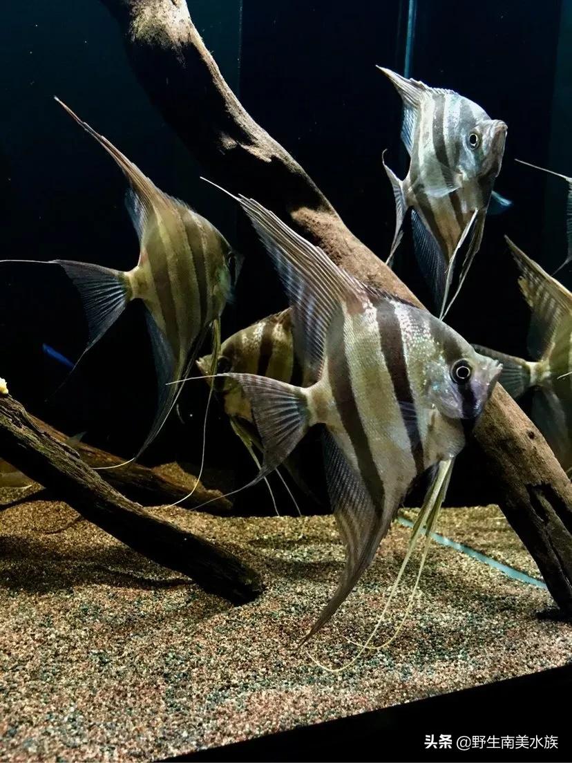 神仙鱼繁殖埃及神仙鱼繁殖