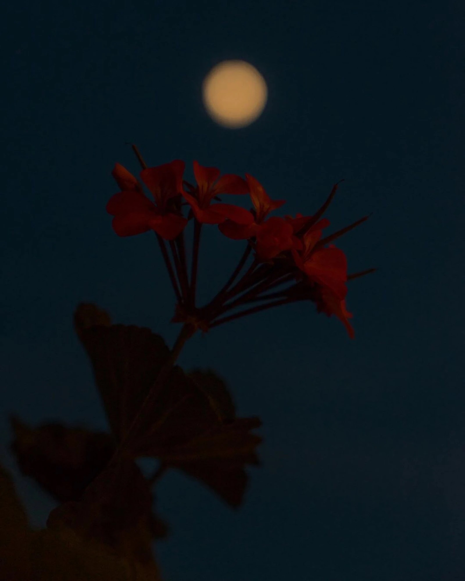 以《夜莺与玫瑰》为例，感悟童话故事的现实意义和爱情的四个真谛