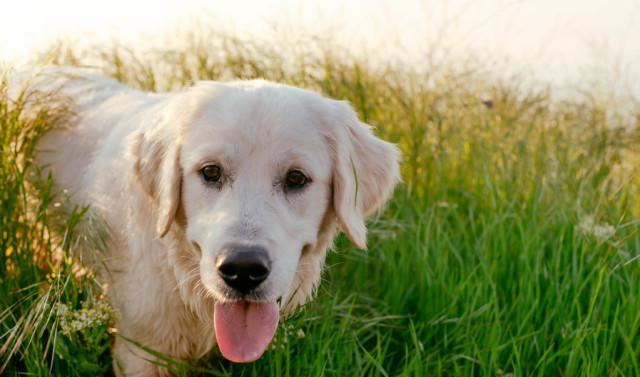 怎么培训拉布拉多（想要训练拉布拉多）