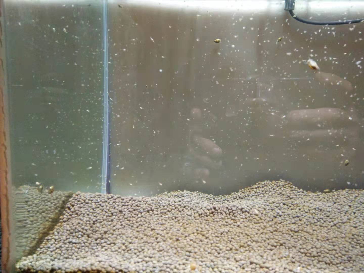 使用这种自己培养的小生命，鱼缸里的褐藻一天就消失了