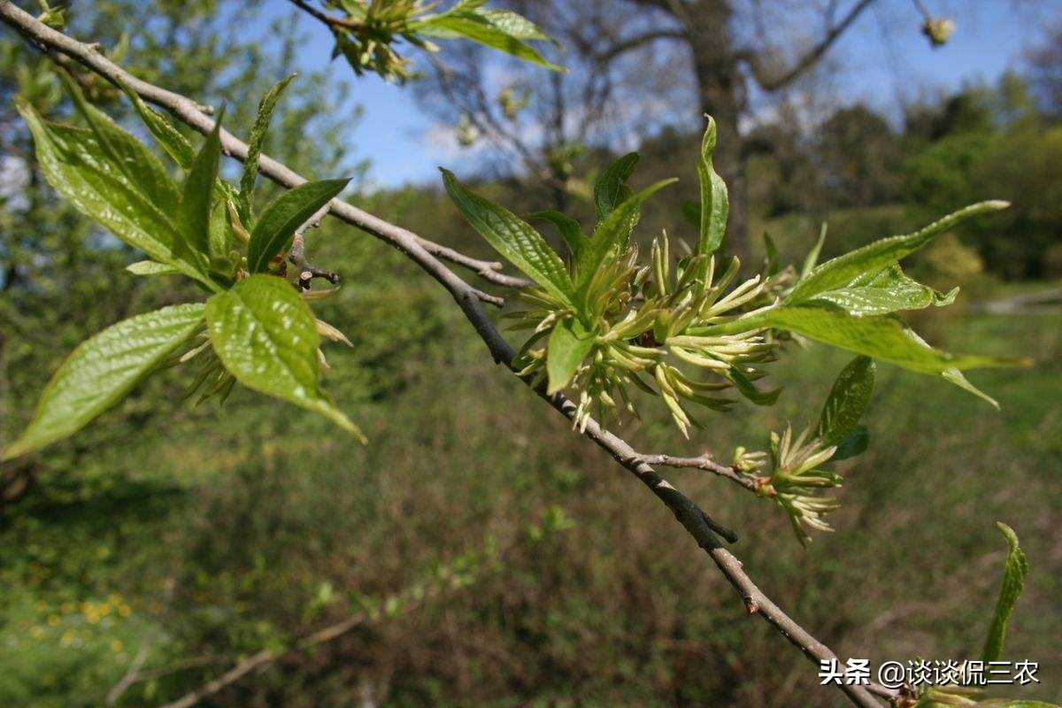 被誉为“植物黄金”，树皮很值钱，过去经常见，如今遇见请珍惜