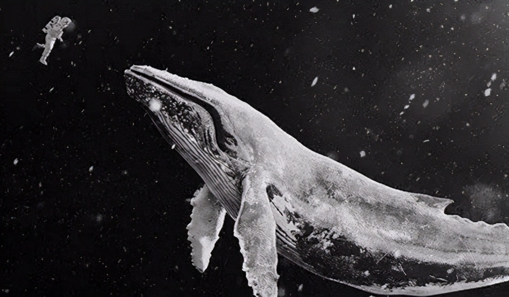 52赫兹的鲸鱼什么意思(世界上最孤独的鲸鱼)