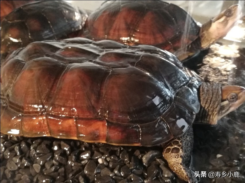 石金錢龜養(yǎng)殖,石金錢龜養(yǎng)殖基本方法
