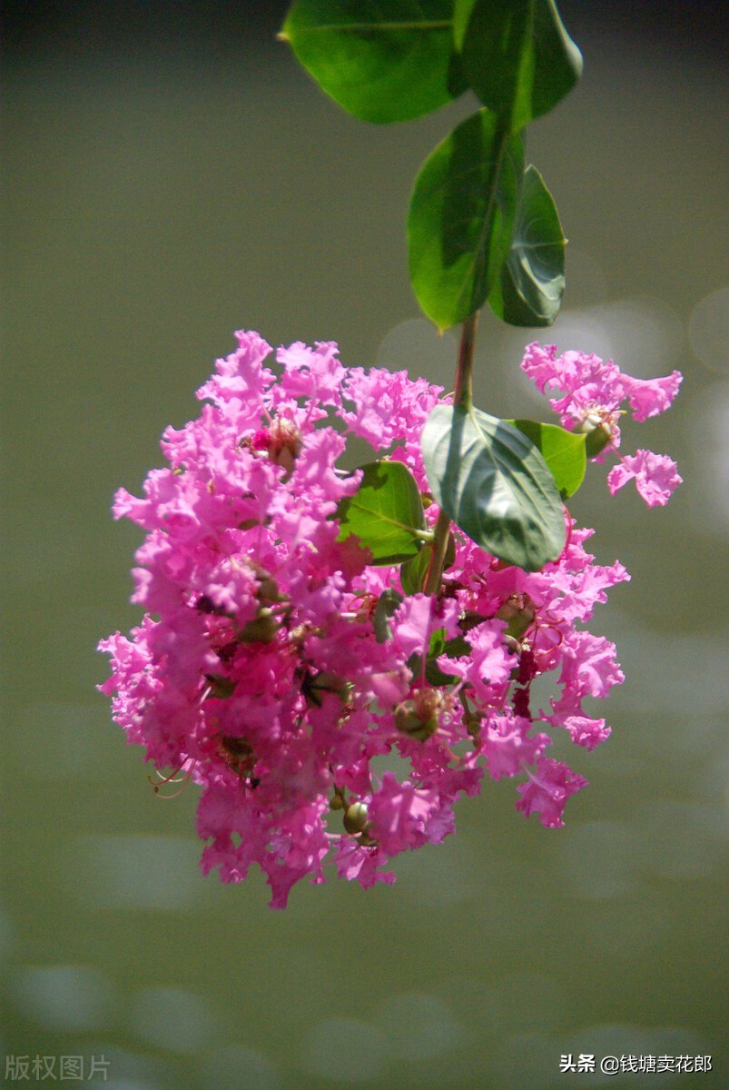 其次,紫薇象征着幸福与好运.这也来自于一则传说.