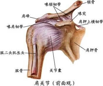 锁骨错位很严重的图片(肩锁关节脱位怎么办) - 赤虎壹号
