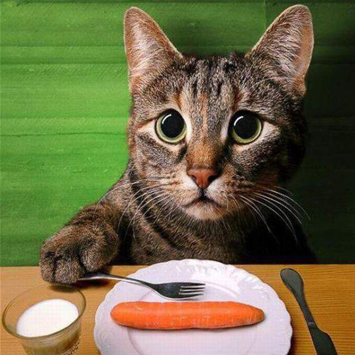 养猫又出幺蛾子，猫咪补锰可别喂动物毛发，注意爱猫肠梗阻