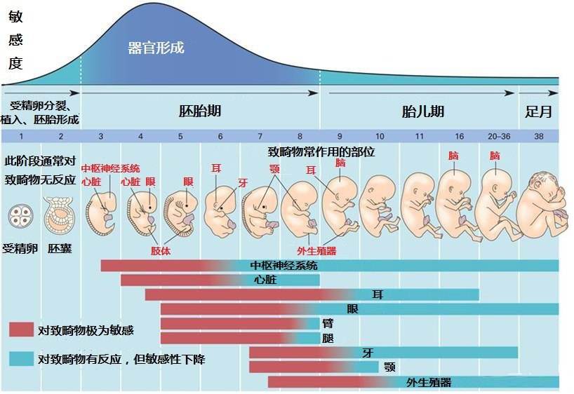 怀孕5-8周，从“小海马”到胎儿变化大，4点特别注意孕妈牢记