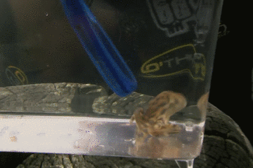 藍環章魚,藍環章魚有多毒