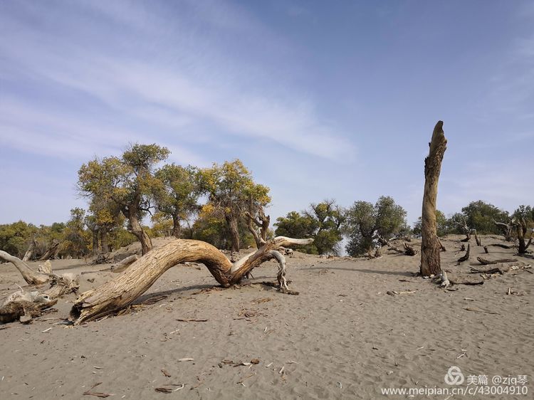 2019西北行｜胡杨：生而千年不死，死而千年不倒，倒而千年不朽