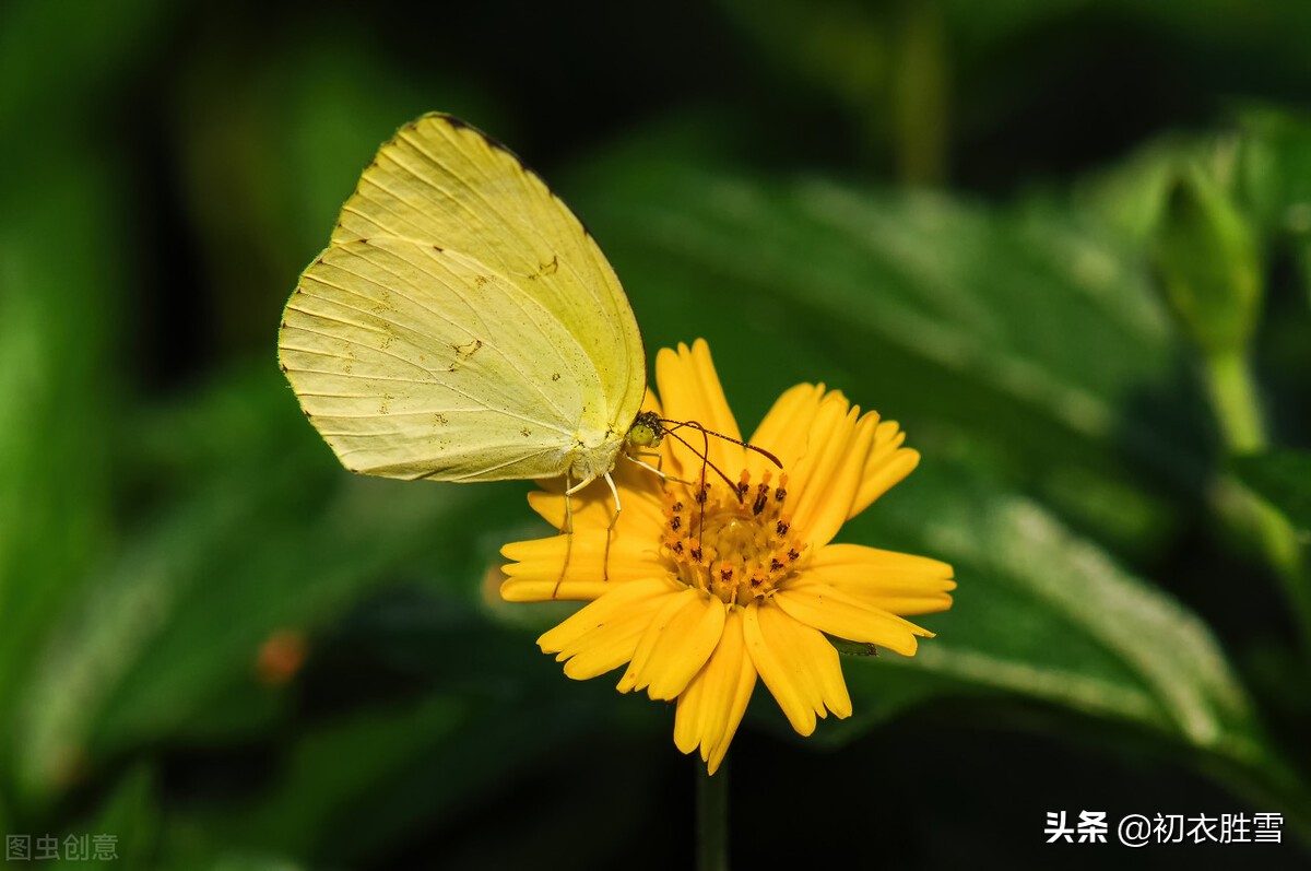 儿童节里赏童诗，九则童诗美句保养你的童心，来看看