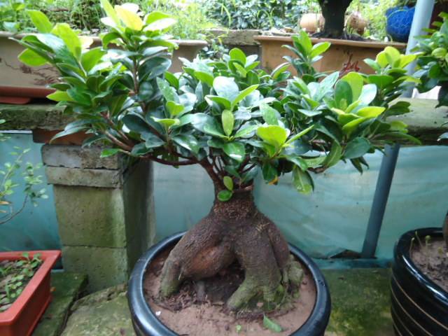 春季几个妙招,打造最美榕树盆景!