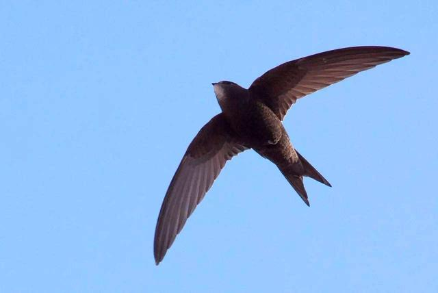 这种海鸟飞一天都不扇翅膀，但飞得最快的鸟是它，百米只需两秒钟