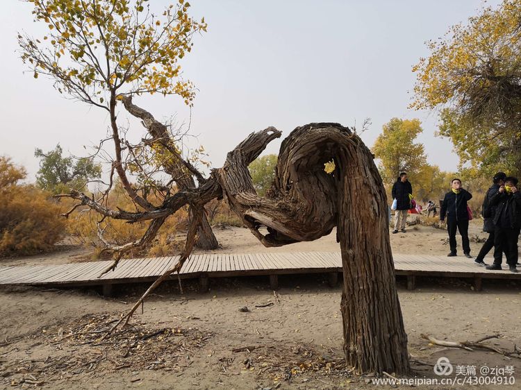 2019西北行｜胡杨：生而千年不死，死而千年不倒，倒而千年不朽